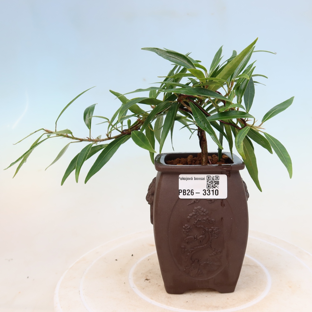 Pokojová bonsai - Ficus nerifolia -  malolistý fíkus