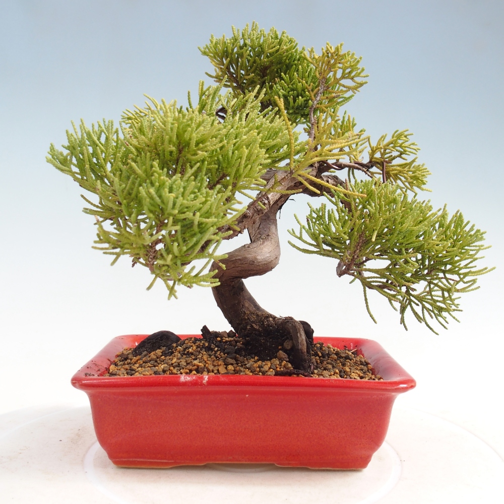 Venkovní bonsai - Juniperus chinensis Kishu -Jalovec čínský