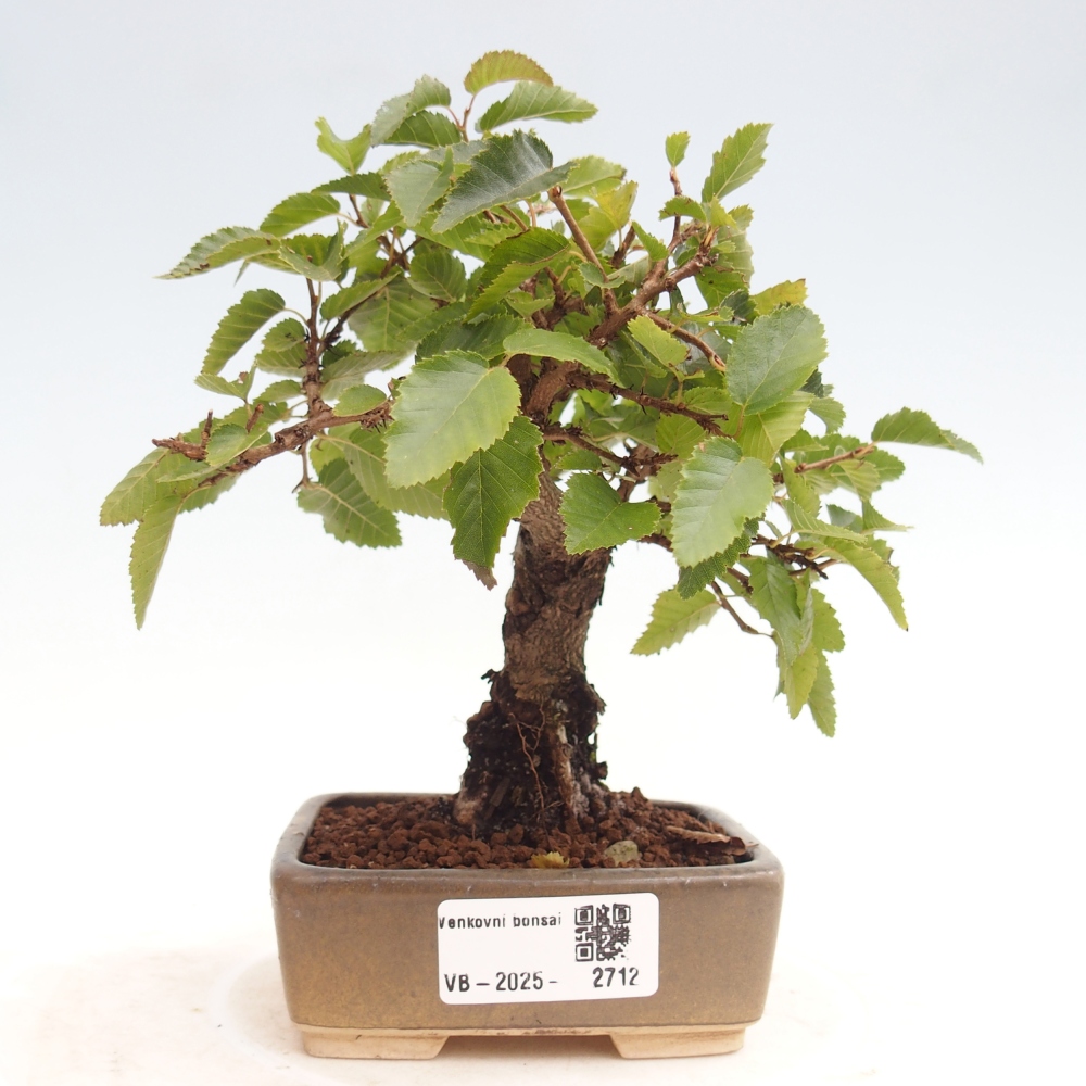 Venkovní bonsai -Carpinus CARPINOIDES - Habr korejský