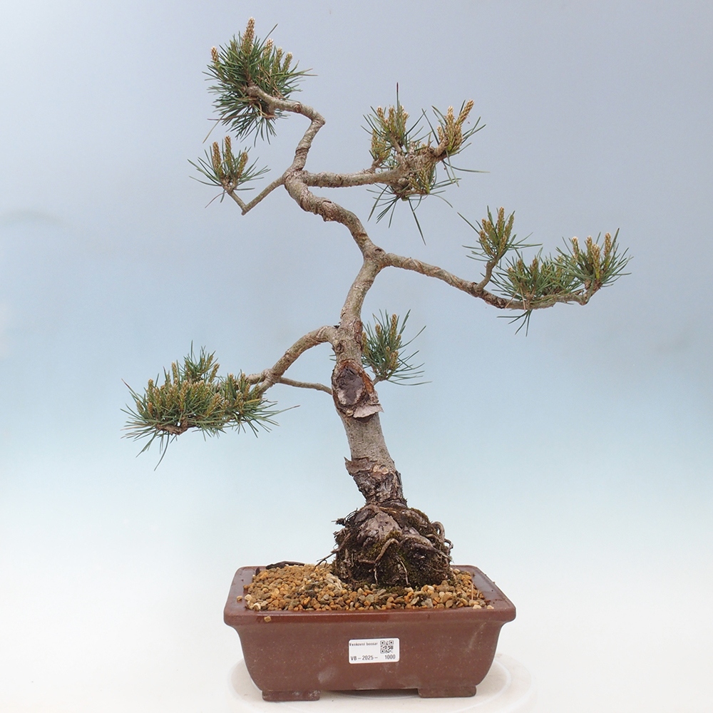 Venkovní bonsai - Pinus Sylvestris Watererri - Borovice lesní