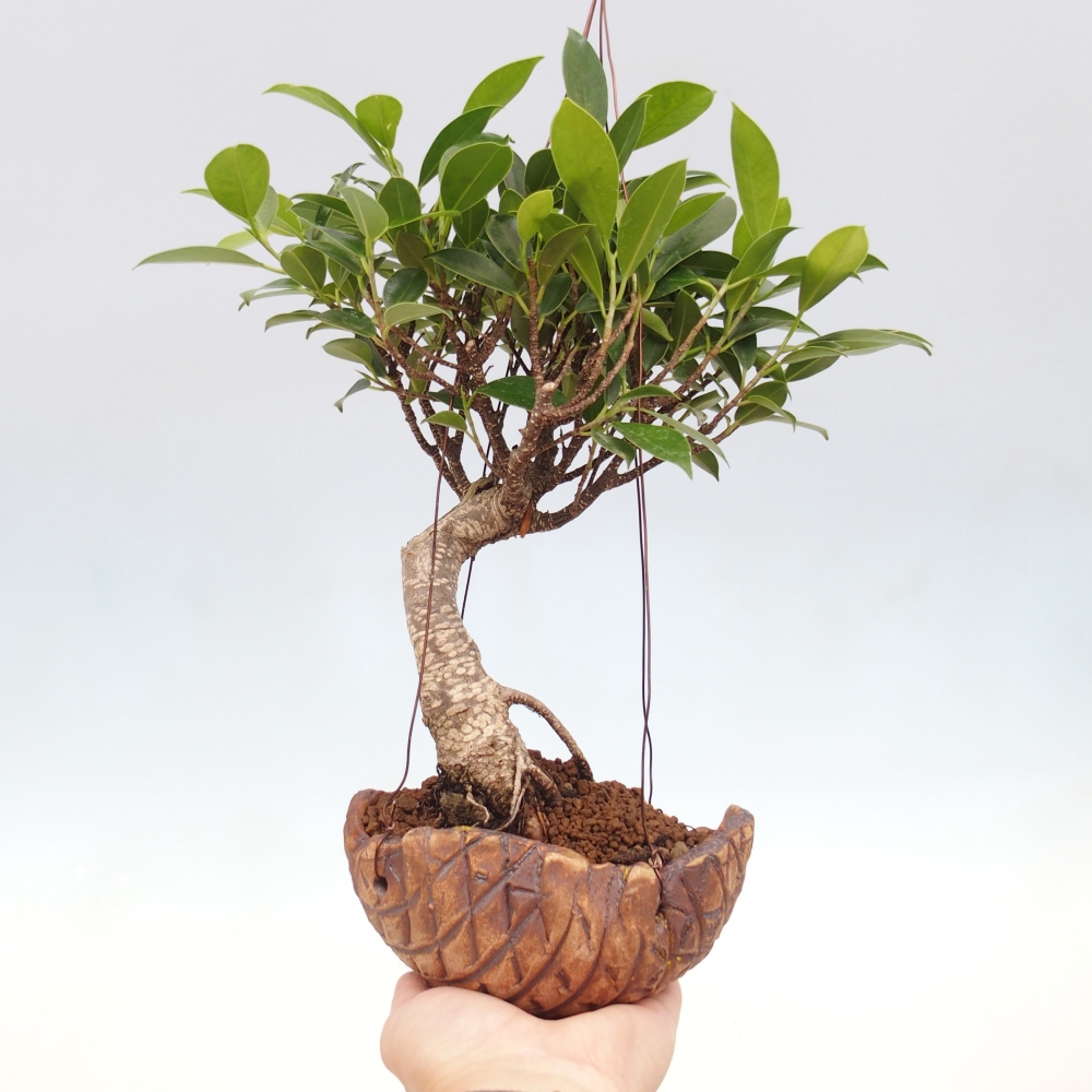 Kokedama v keramice - malolistý ficus - Ficus kimmen
