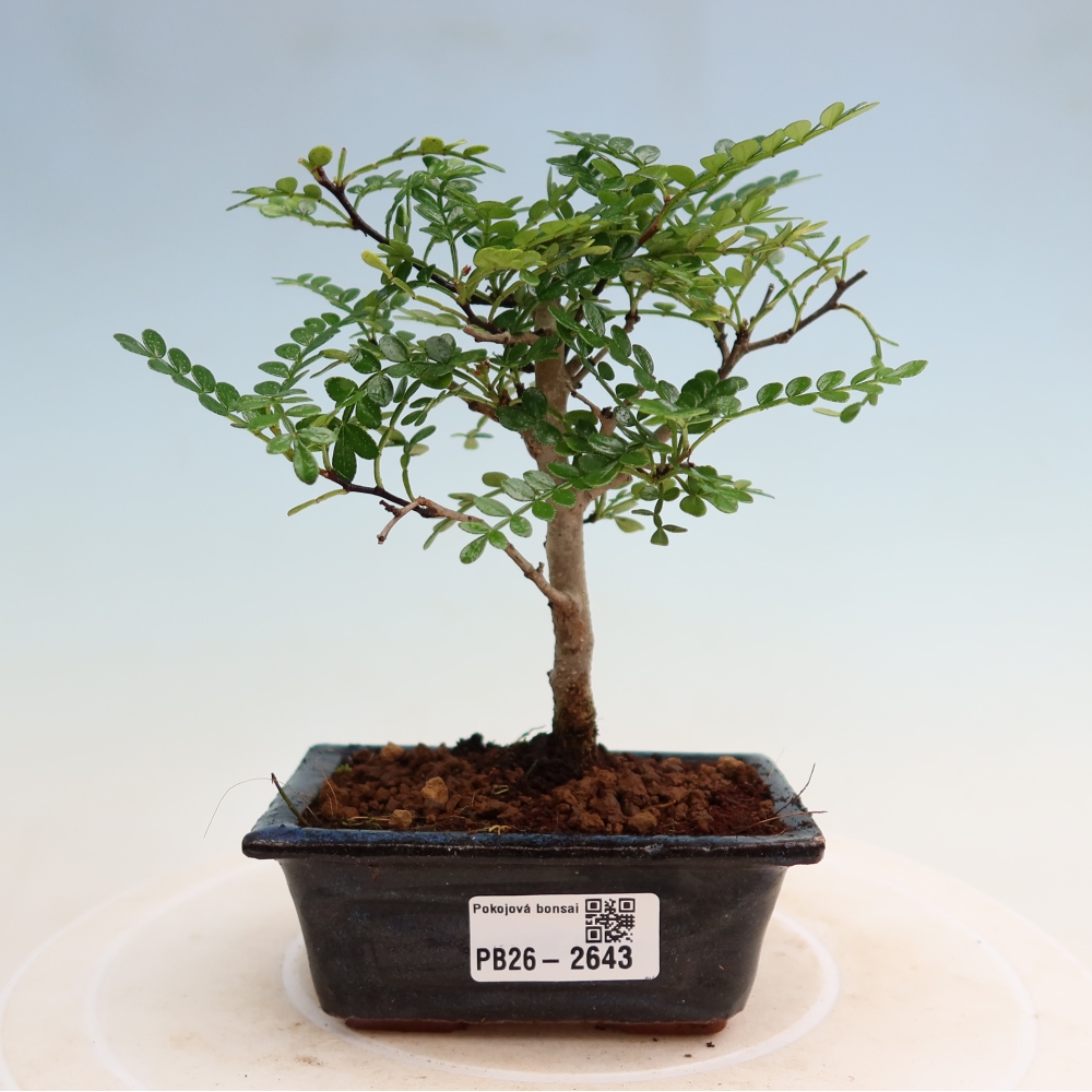 Pokojová bonsai - Zantoxylum piperitum - pepřovník