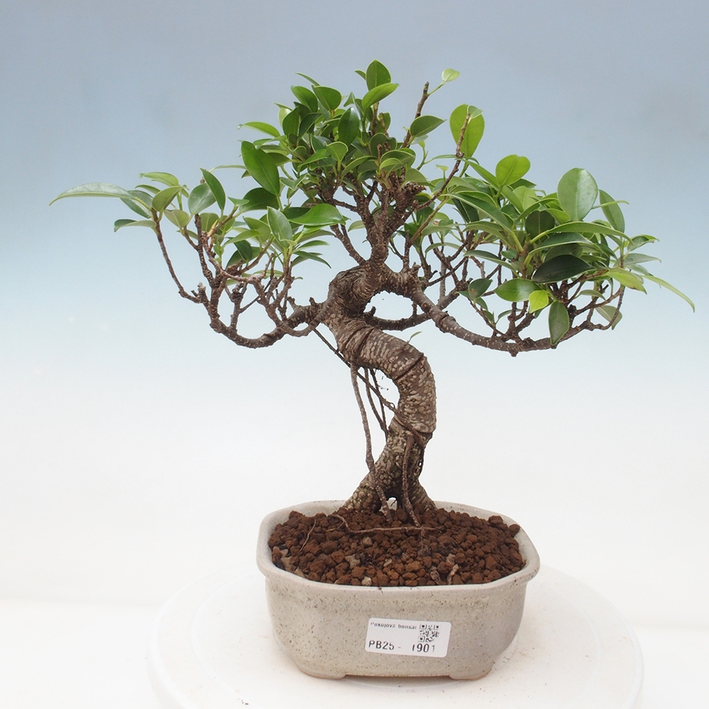 Pokojová bonsai - Ficus retusa -  malolistý fíkus