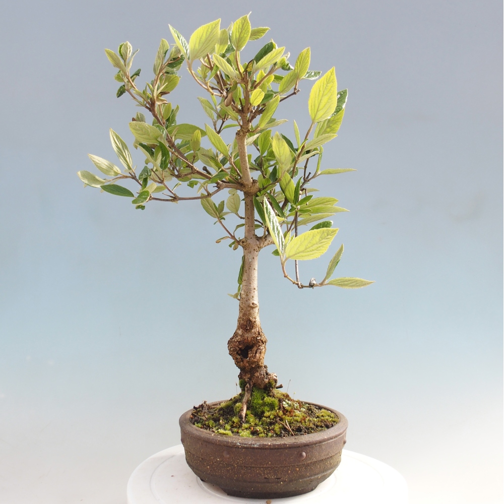 Venkovní bonsai-Kalina Bodnanská - Viburum carlesii hemsi 