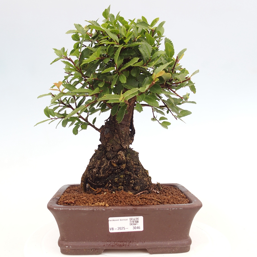 Venkovní bonsai - Zelkova - Zelkova serrata
