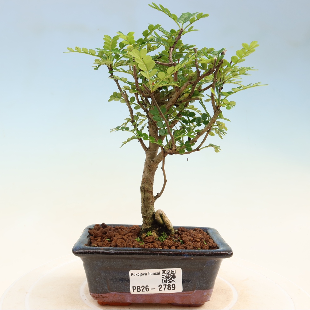 Pokojová bonsai - Zantoxylum piperitum - pepřovník