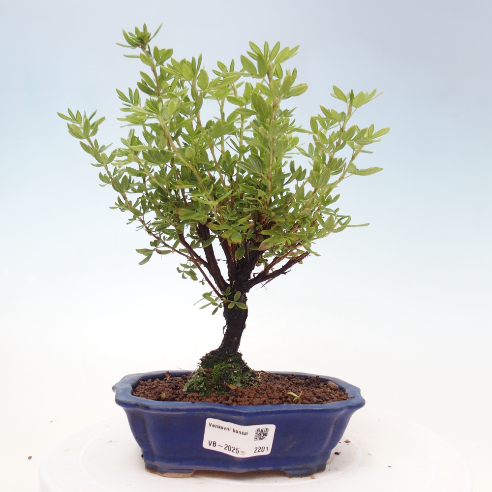 Venkovní bonsai-Mochna křovitá - potentila fruticosa yellow Bird