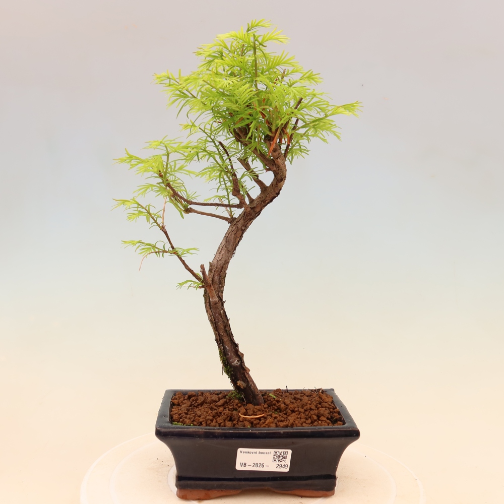 Venkovní bonsai - Metasequoia glyptostroboides - Metasekvoje čínská