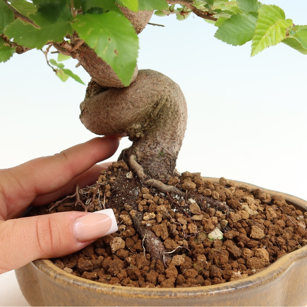 Venkovní bonsai -Carpinus coreana - Habr korejský