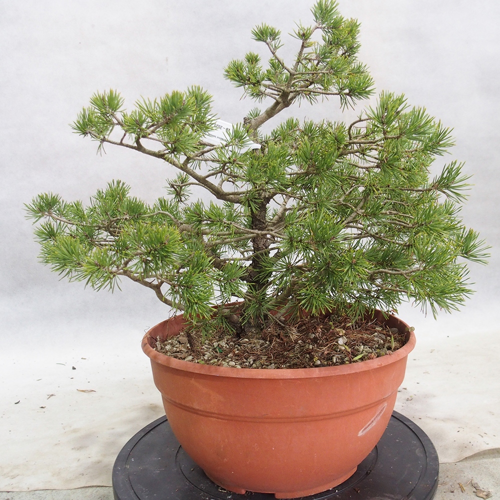 Yamadori - Pinus sylvestris 