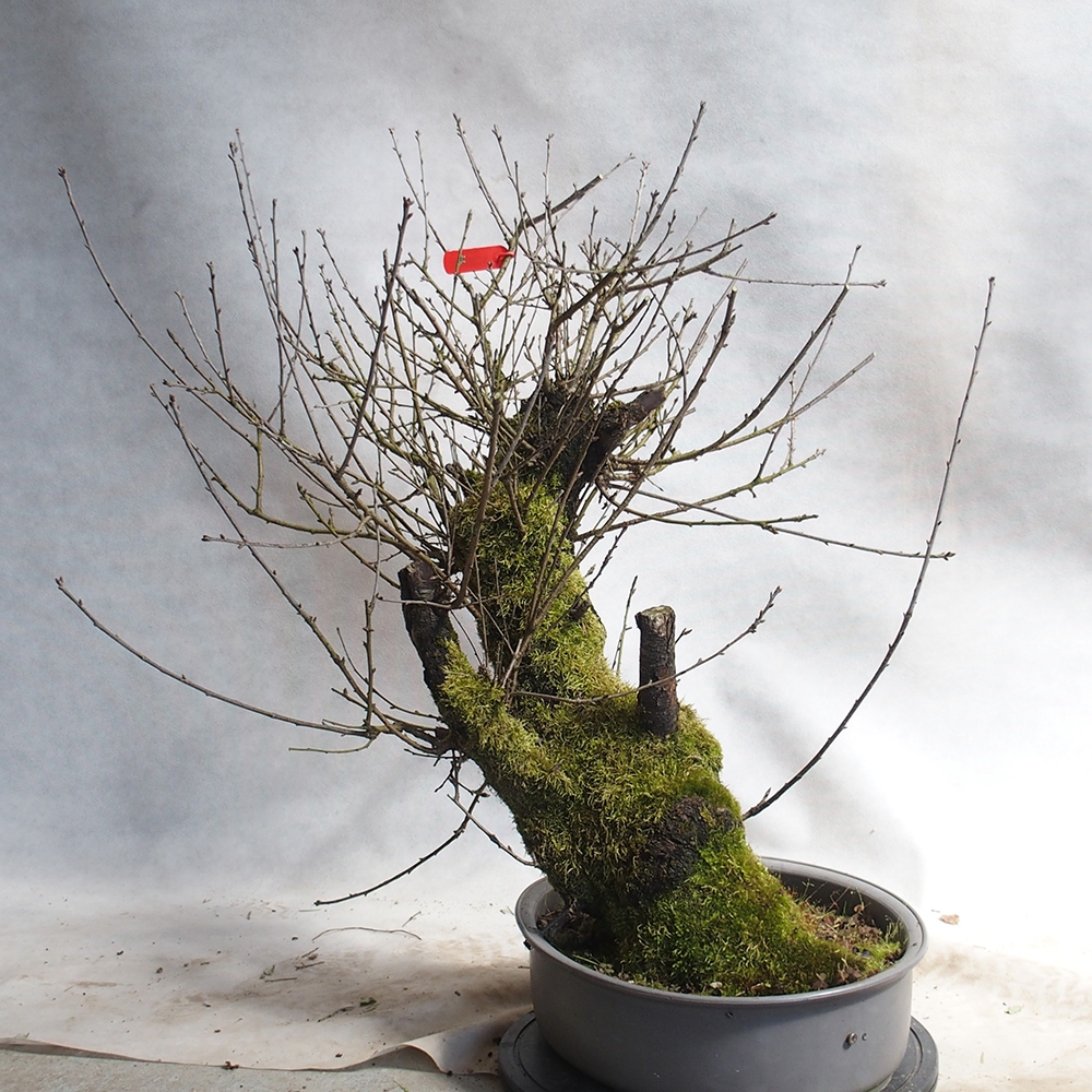 Venkovní bonsai -Mahalebka - Prunus mahaleb