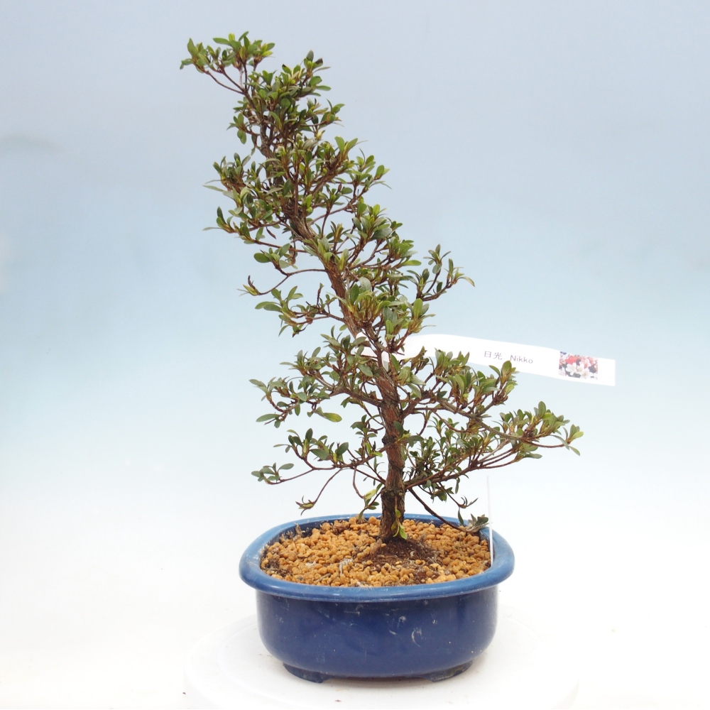 Venkovní bonsai - Japonská azalka - Azalea Nikko