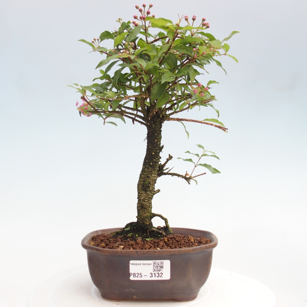 Pokojová bonsai - Malpighia coccigera- Barbdorská třešeň