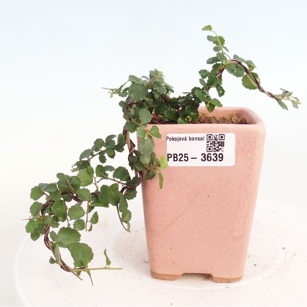 Pokojová bonsai - Grewia sp. - Grewie malolistá