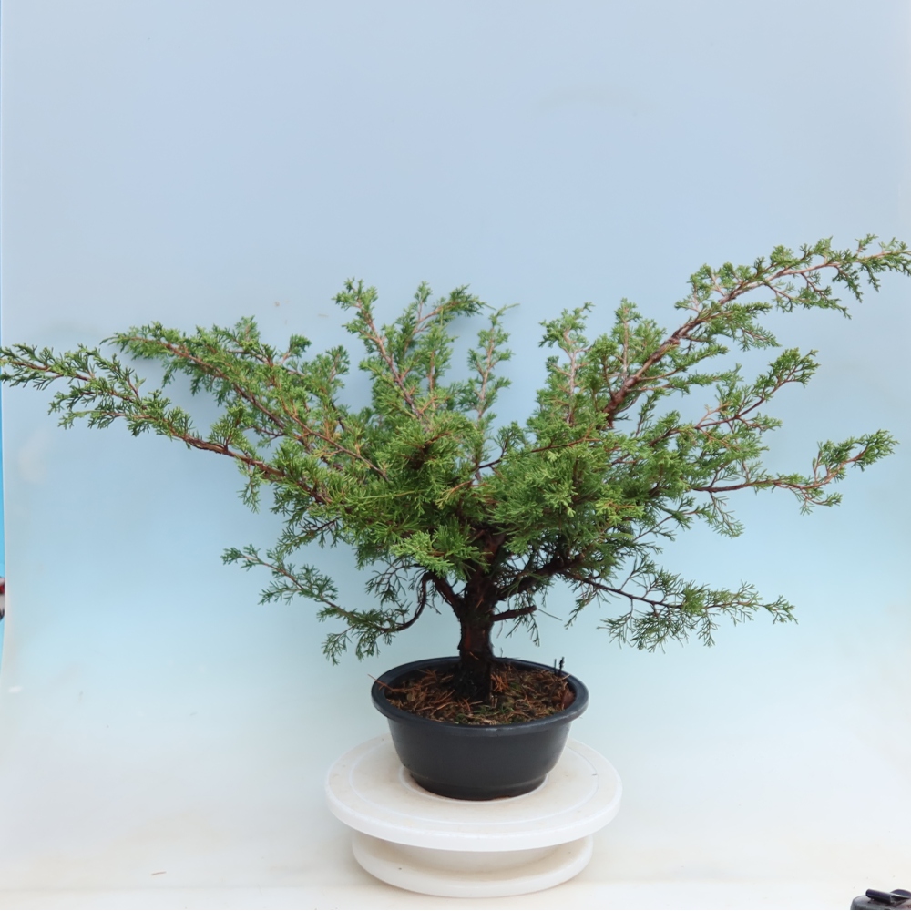 Venkovní bonsai - Juniperus chinensis Itoigawa - Jalovec čínský