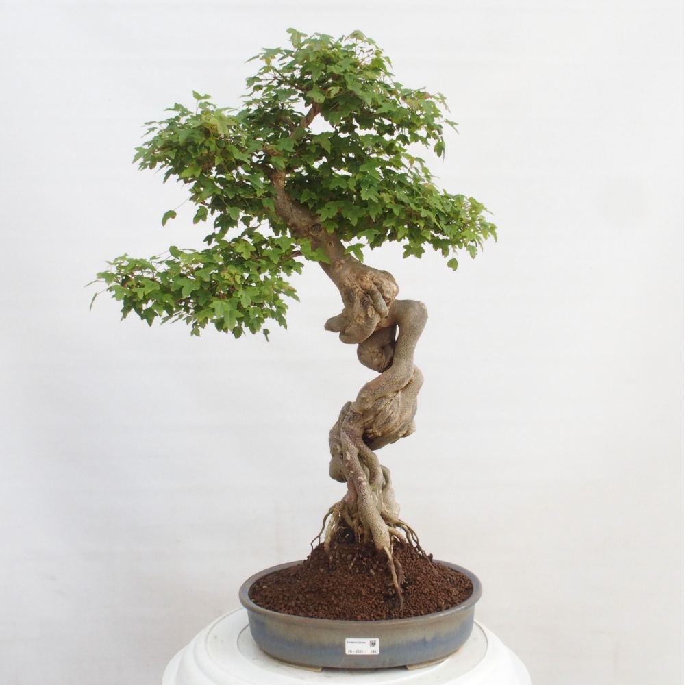 Venkovní bonsai - Acer Buergerianum - Javor Burgerův