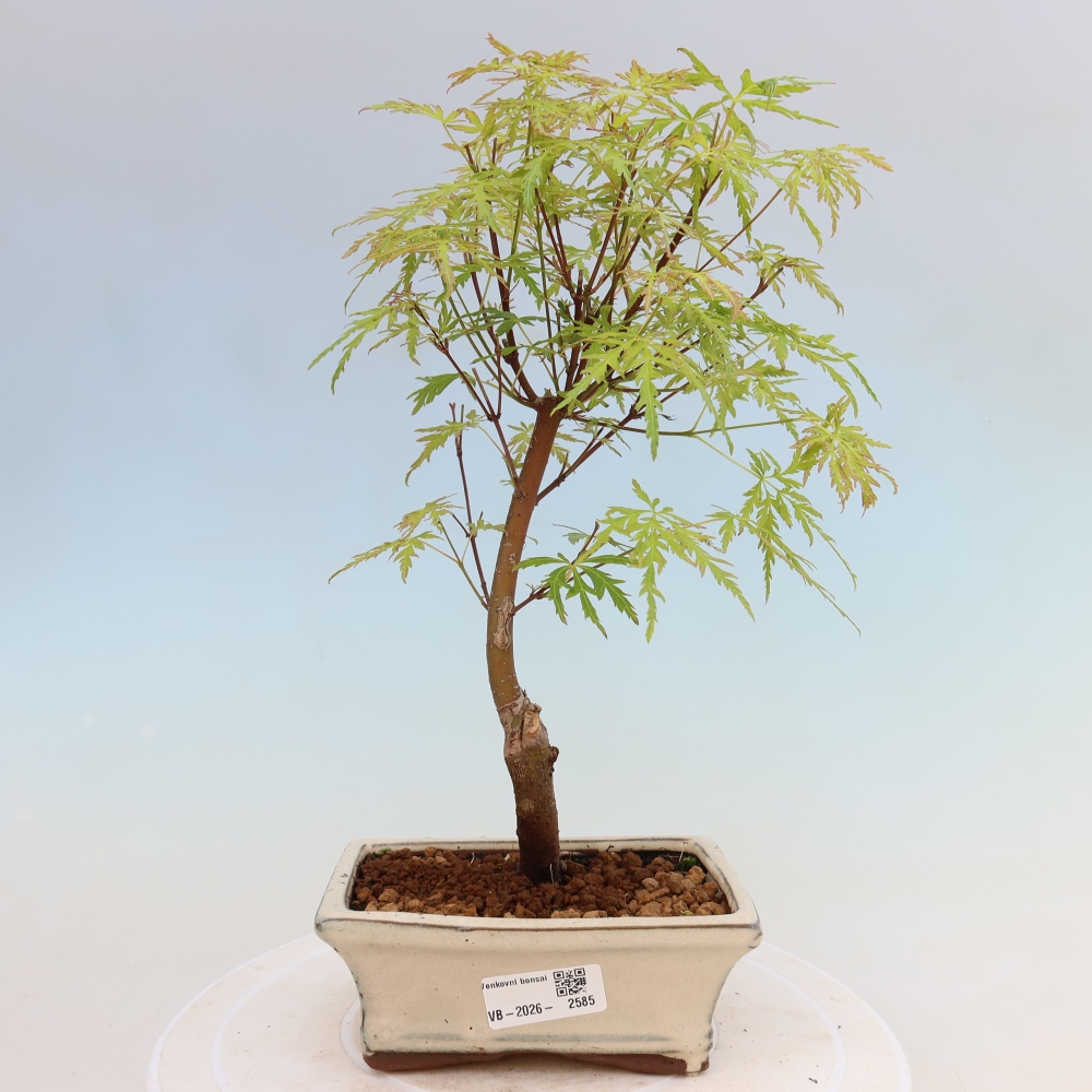 Venkovní bonsai - Acer palmatum Dissectum - Javor dlanitolistý 