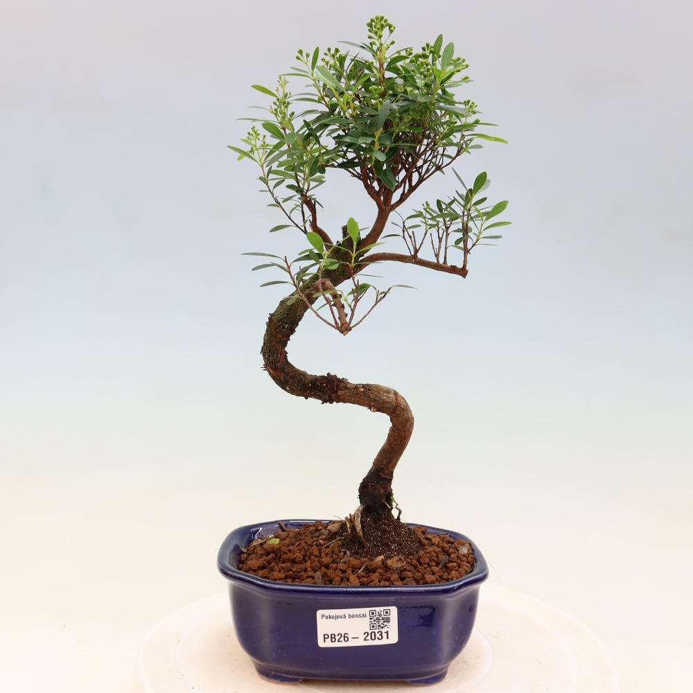 Pokojová bonsai - Syzygium - Pimentovník