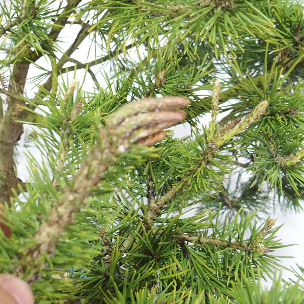 Yamadori - Pinus sylvestris 