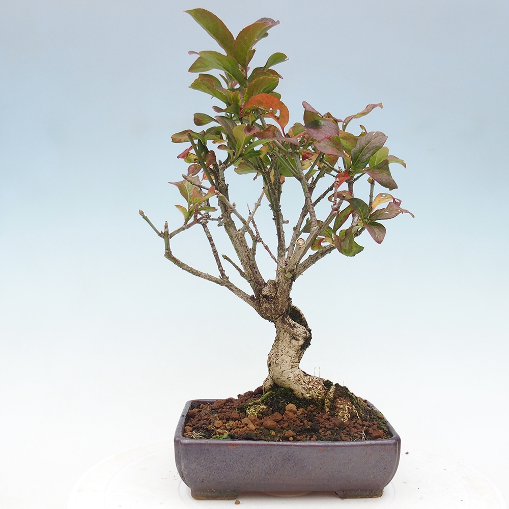 Venkovní bonsai- Brslen evropský - euonimus
