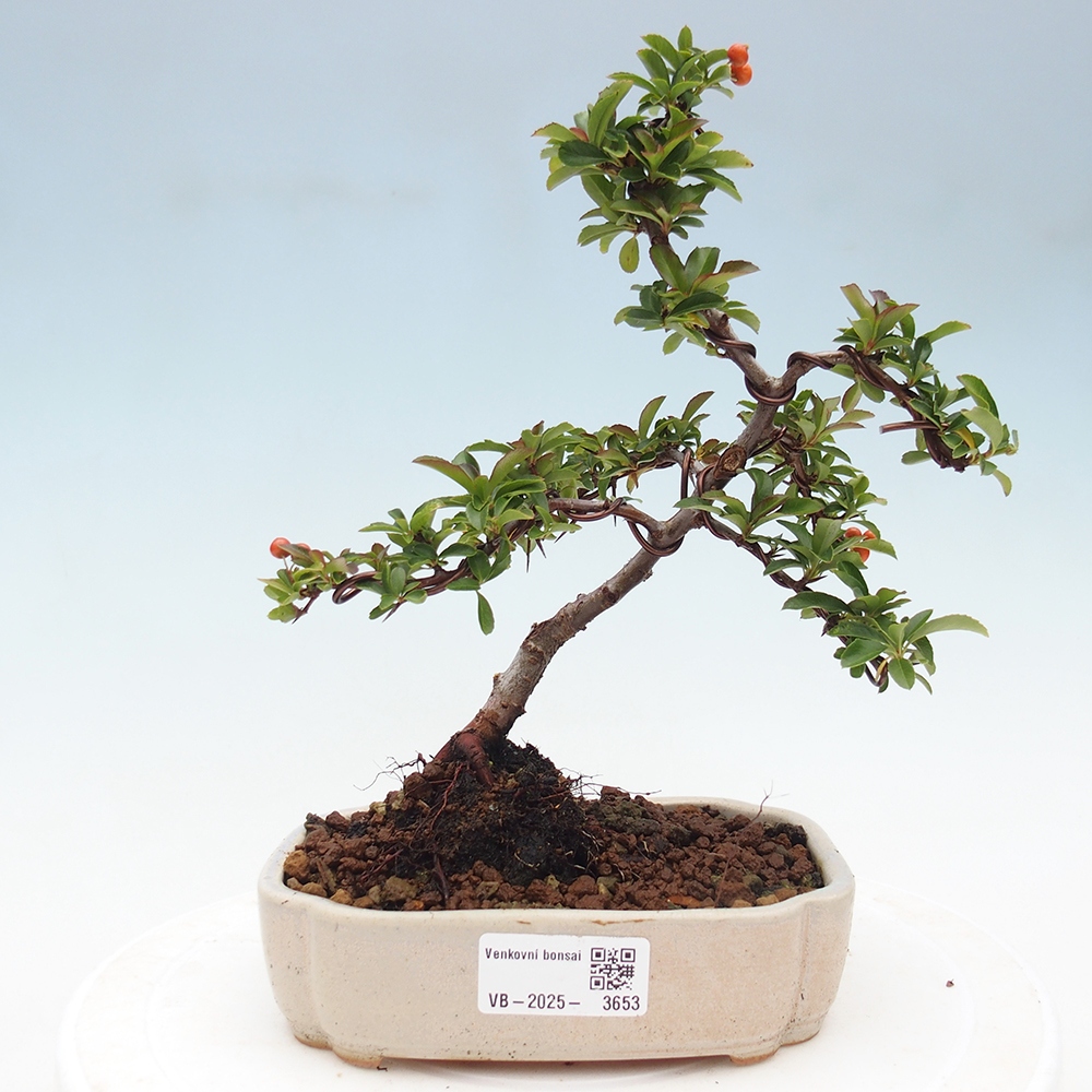Venkovní bonsai-Pyracanta Teton -Hlohyně