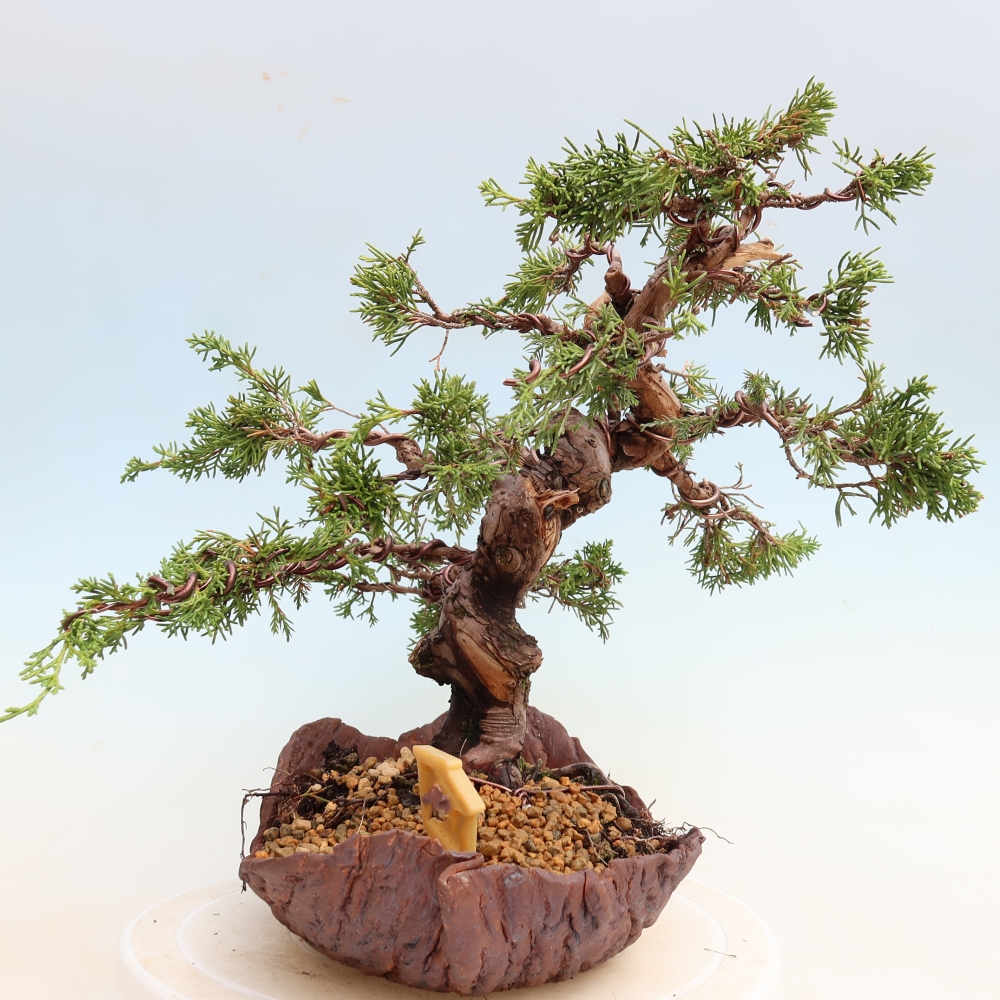Venkovní bonsai - Juniperus chinensis Itoigawa-Jalovec čínský