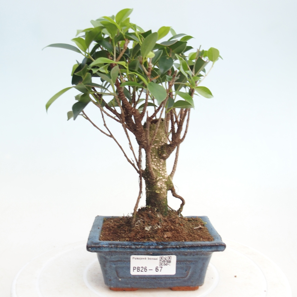 Pokojová bonsai Ficus retusa kimmen