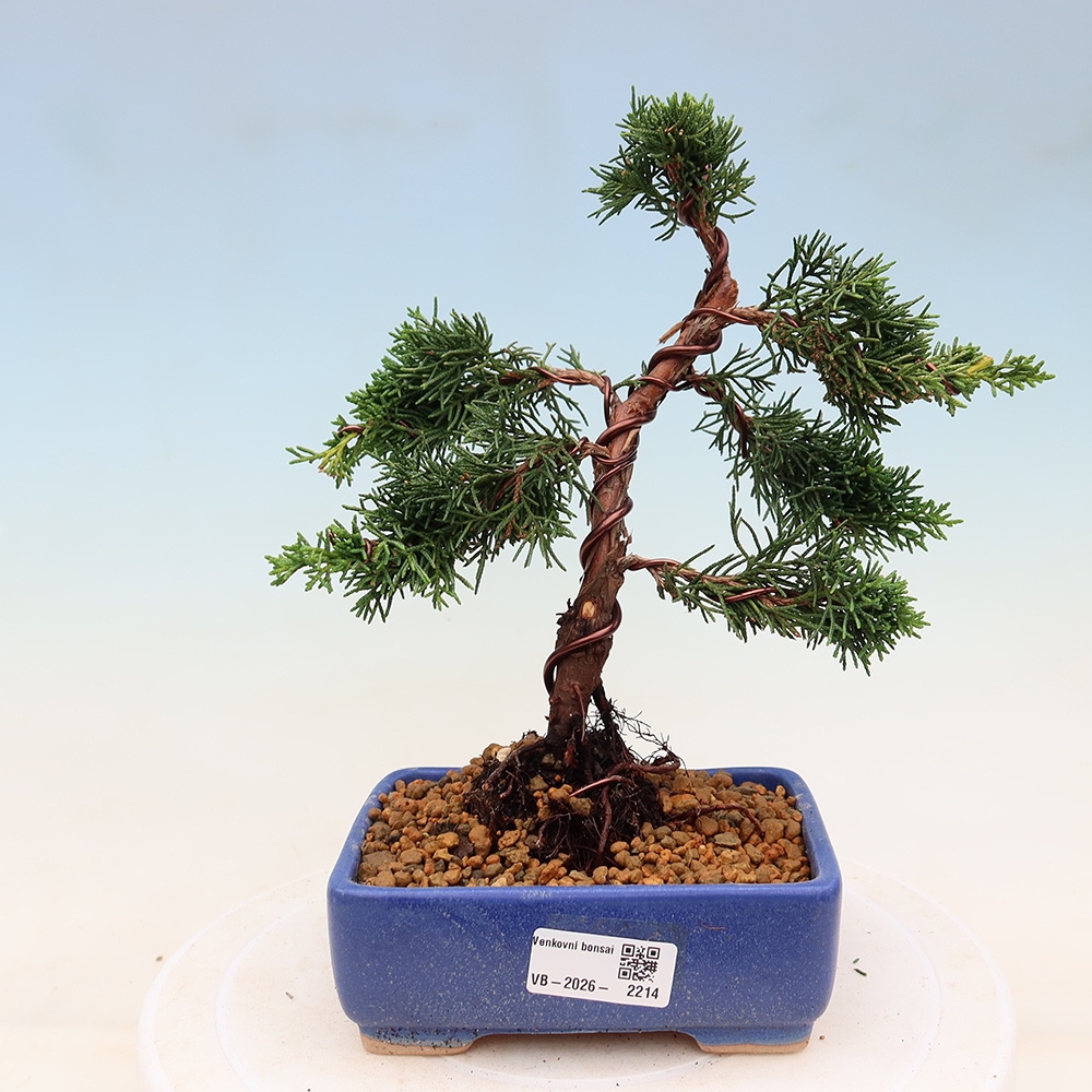 Venkovní bonsai - Juniperus chinensis Kishu -Jalovec čínský