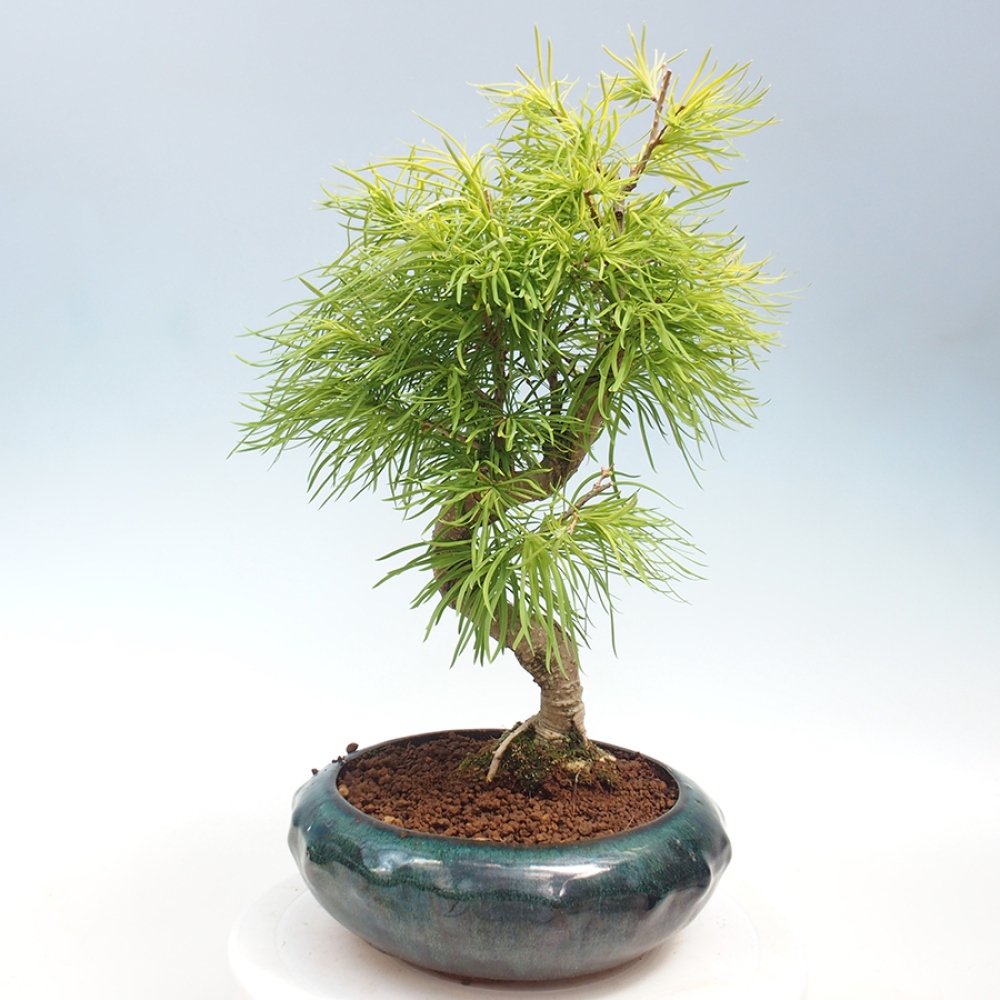 Venkovní bonsai - Pamodřín - Pseudolarix amabis