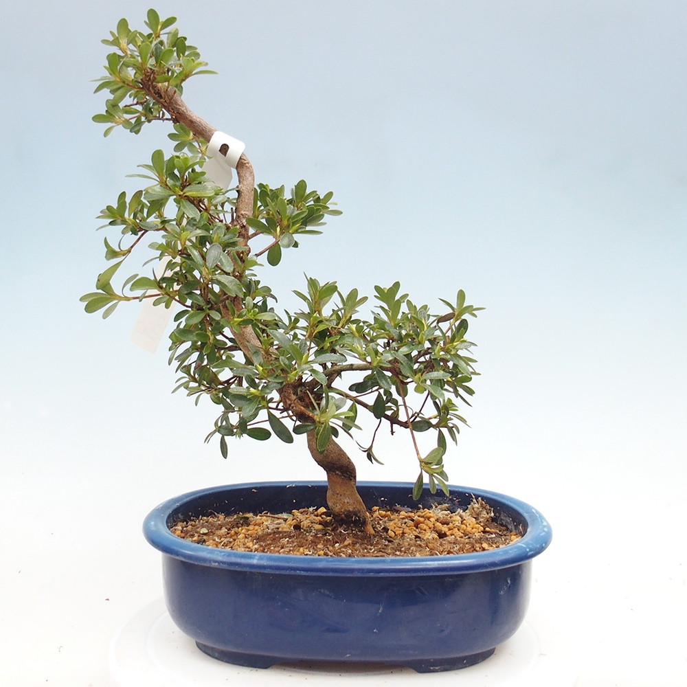 Venkovní bonsai - Japonská azalka - Azalea Asahi-no-izumi