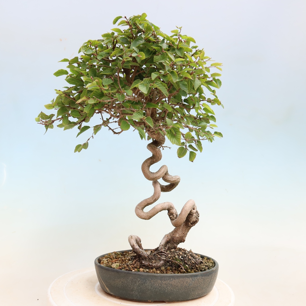 Venkovní bonsai -Carpinus CARPINOIDES - Habr korejský