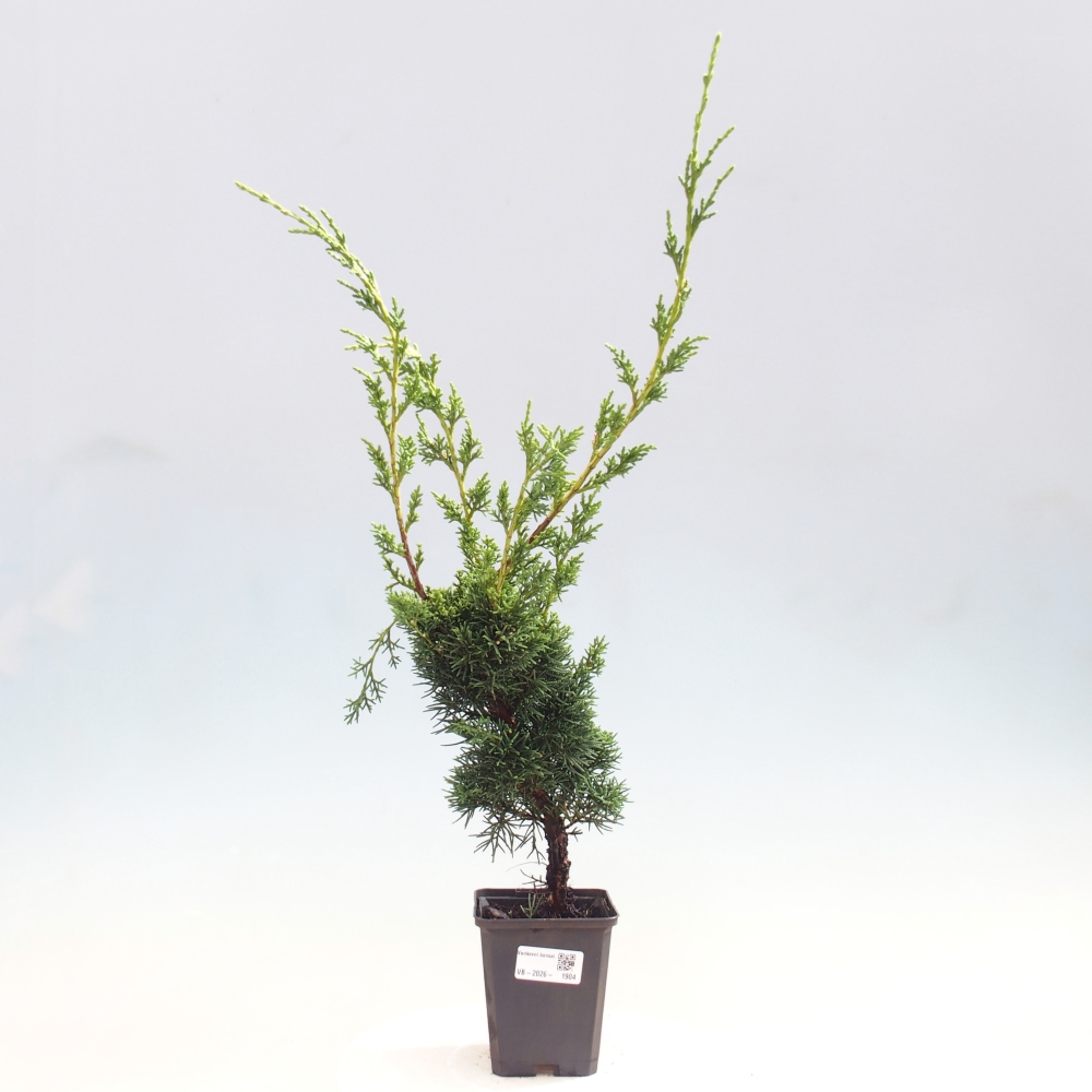 Venkovní bonsai - Juniperus chinensis Kishu -Jalovec čínský