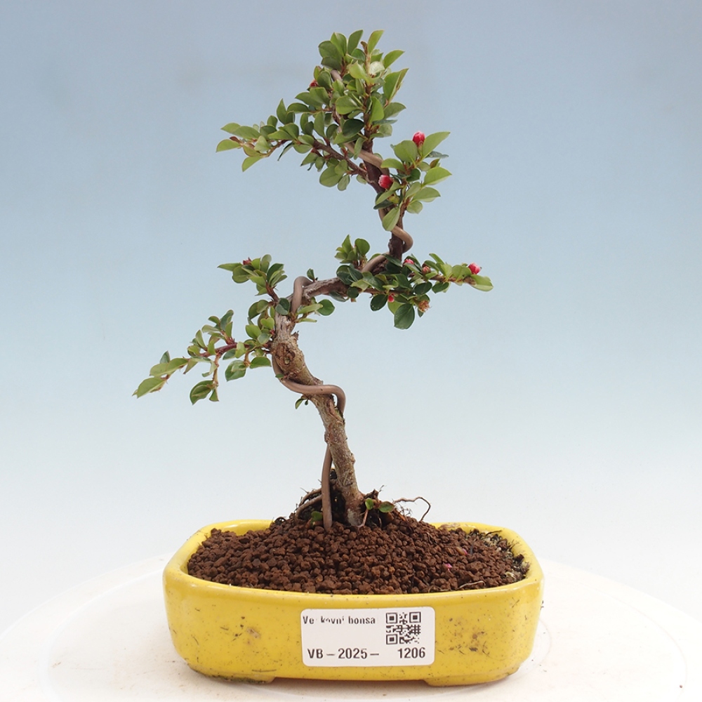 Venkovní bonsai - Cotoneaster horizontalis - Skalník