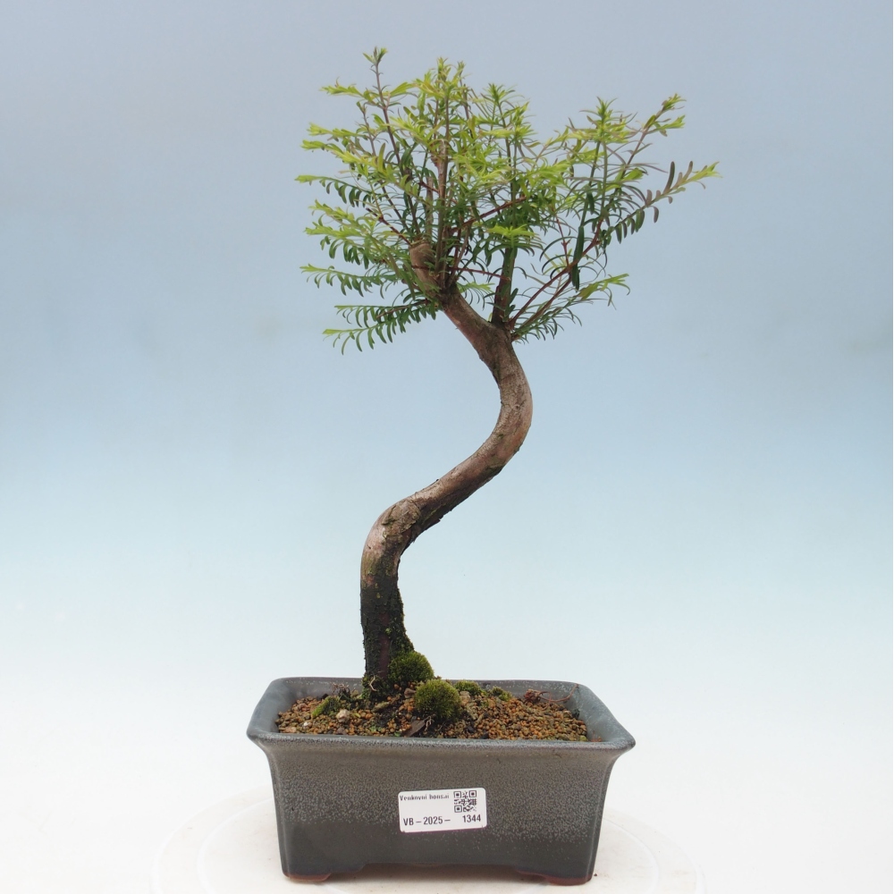 Venkovní bonsai - Metasequoia glyptostroboides - Metasekvoje čínská