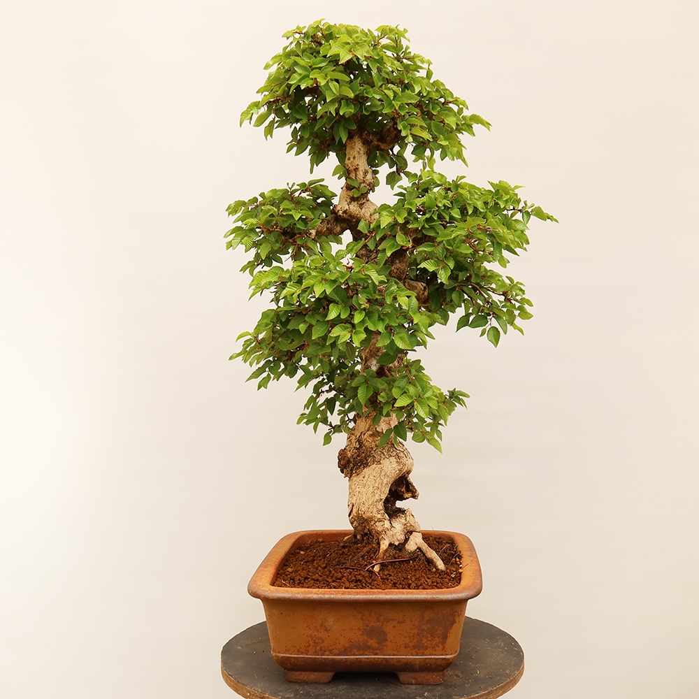Venkovní bonsai -Carpinus Coreana - Habr korejský