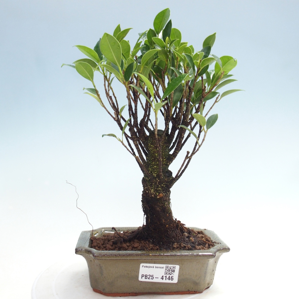 Pokojová bonsai - Ficus retusa -  malolistý fíkus