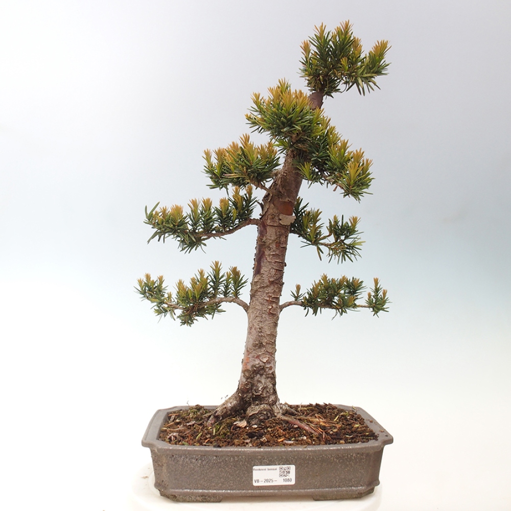 Venkovní bonsai - Taxus cuspidata  - Tis japonský