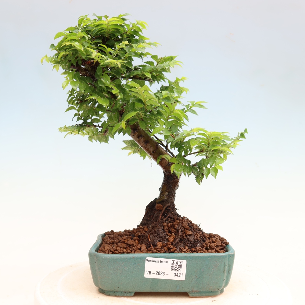 Venkovní bonsai - Ulmus Jacqueline Hillier - Jilm nádherný