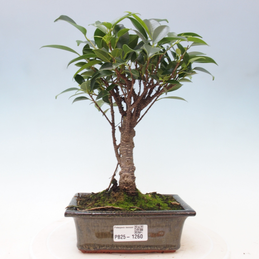Pokojová bonsai - Ficus retusa -  malolistý fíkus