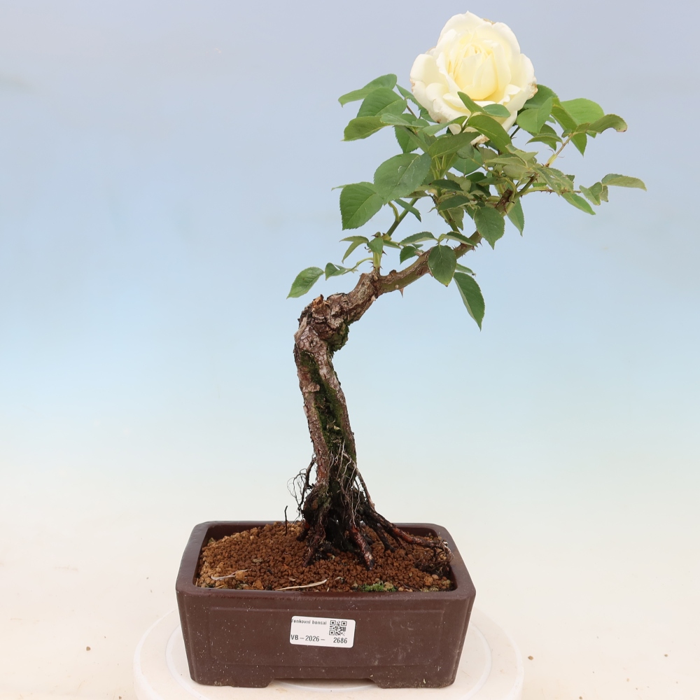 Venkovní bonsai - Rosa Kordes -  růže