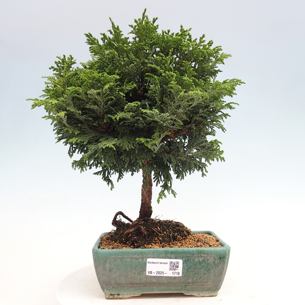 Venkovní bonsai - Cham.pis Parslori - Cypřišek