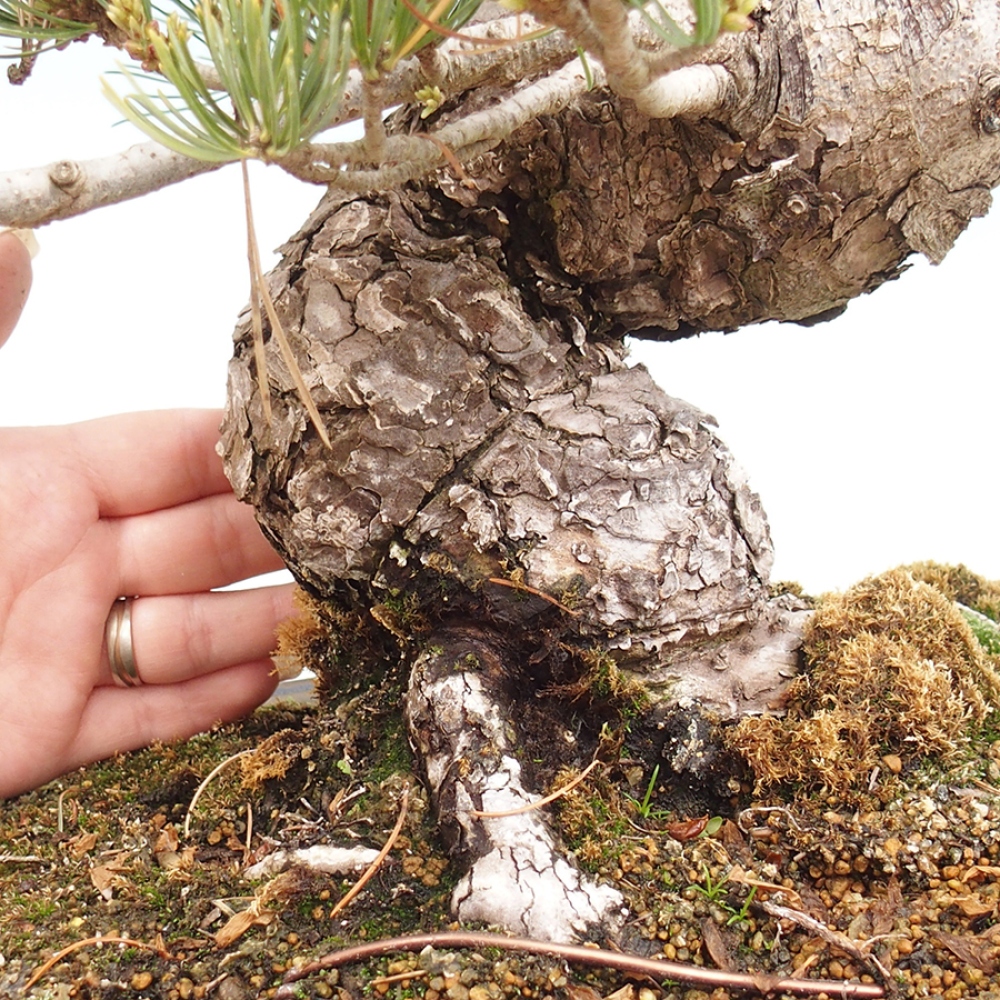 Venkovní bonsai - Pinus parviflora - Borovice drobnokvětá