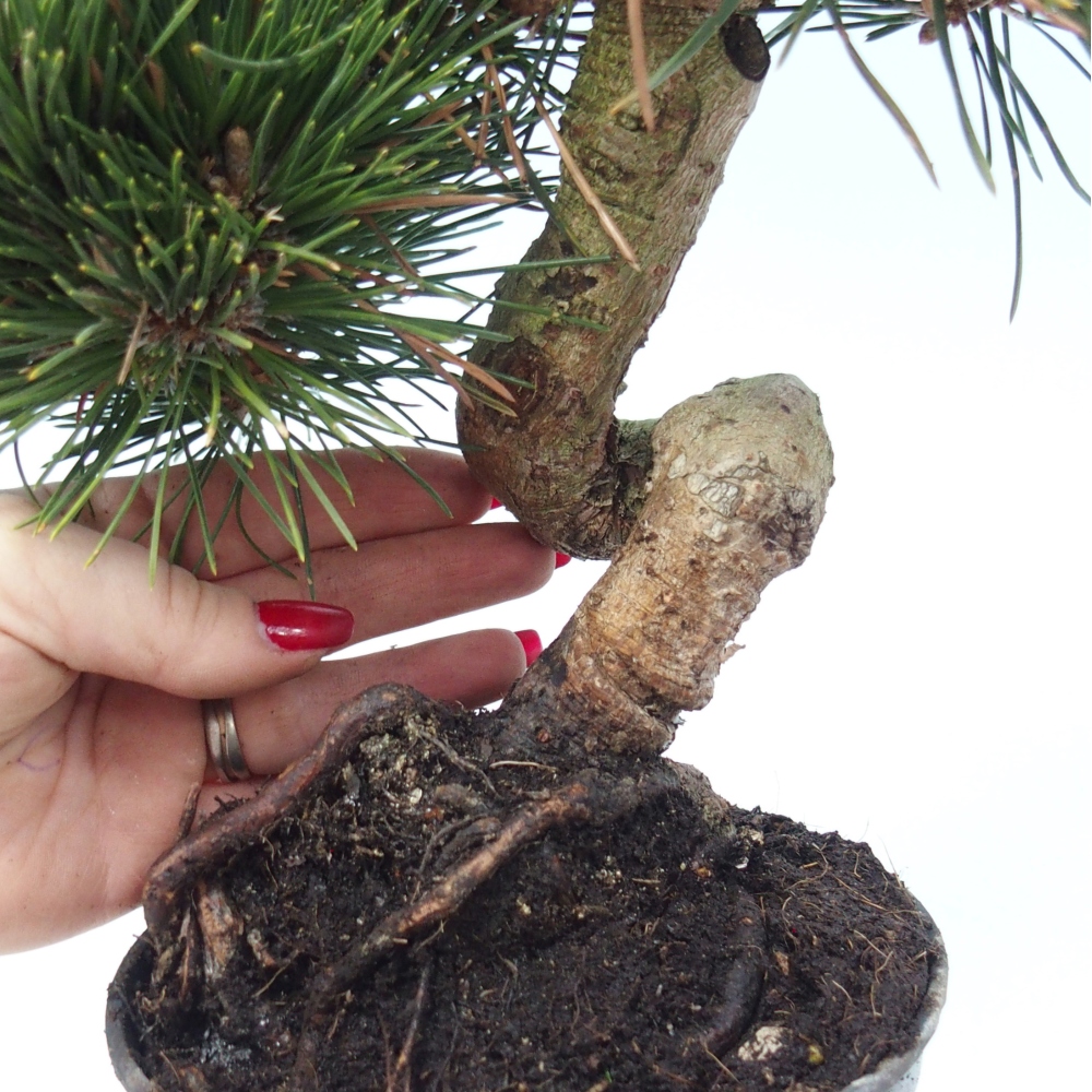 Venkovní bonsai - Pinus thunbergii senjyumaru - Borovice thunbergova