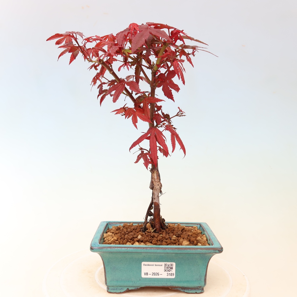 Venkovní bonsai -Javor dlanitolistý  - Acer palmatum Berry Broom 