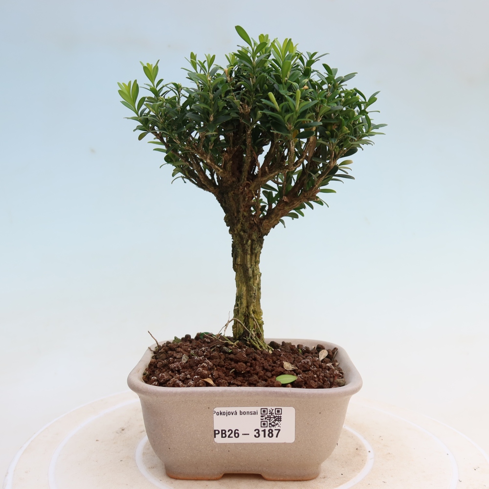 Pokojová bonsai - Buxus harlandii -korkový buxus