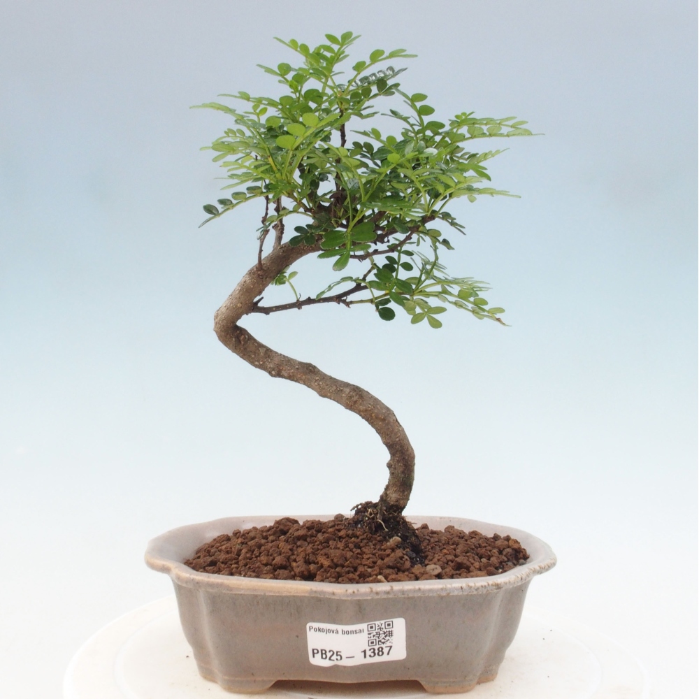 Pokojová bonsai - Zantoxylum piperitum - pepřovník