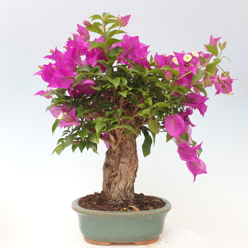Pokojová bonsai - Bouganwilea