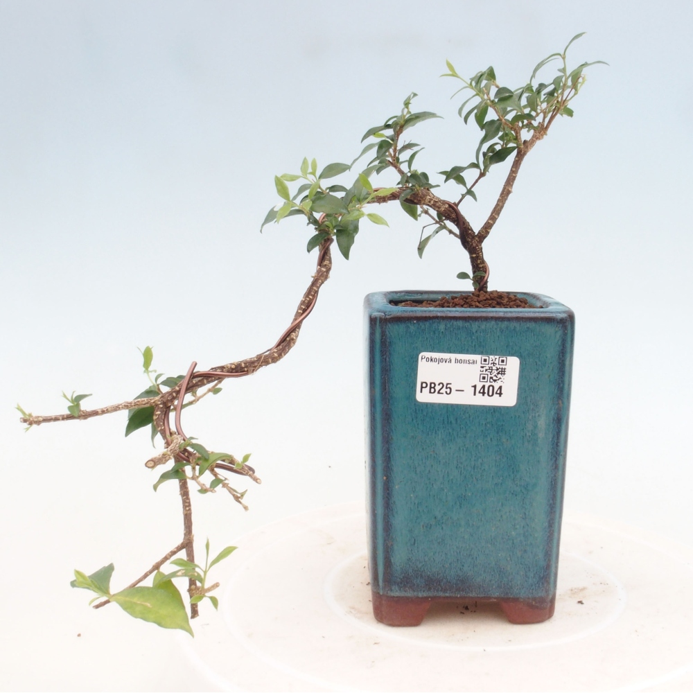 Pokojová bonsai - Malpighia coccigera- Barbdorská třešeň