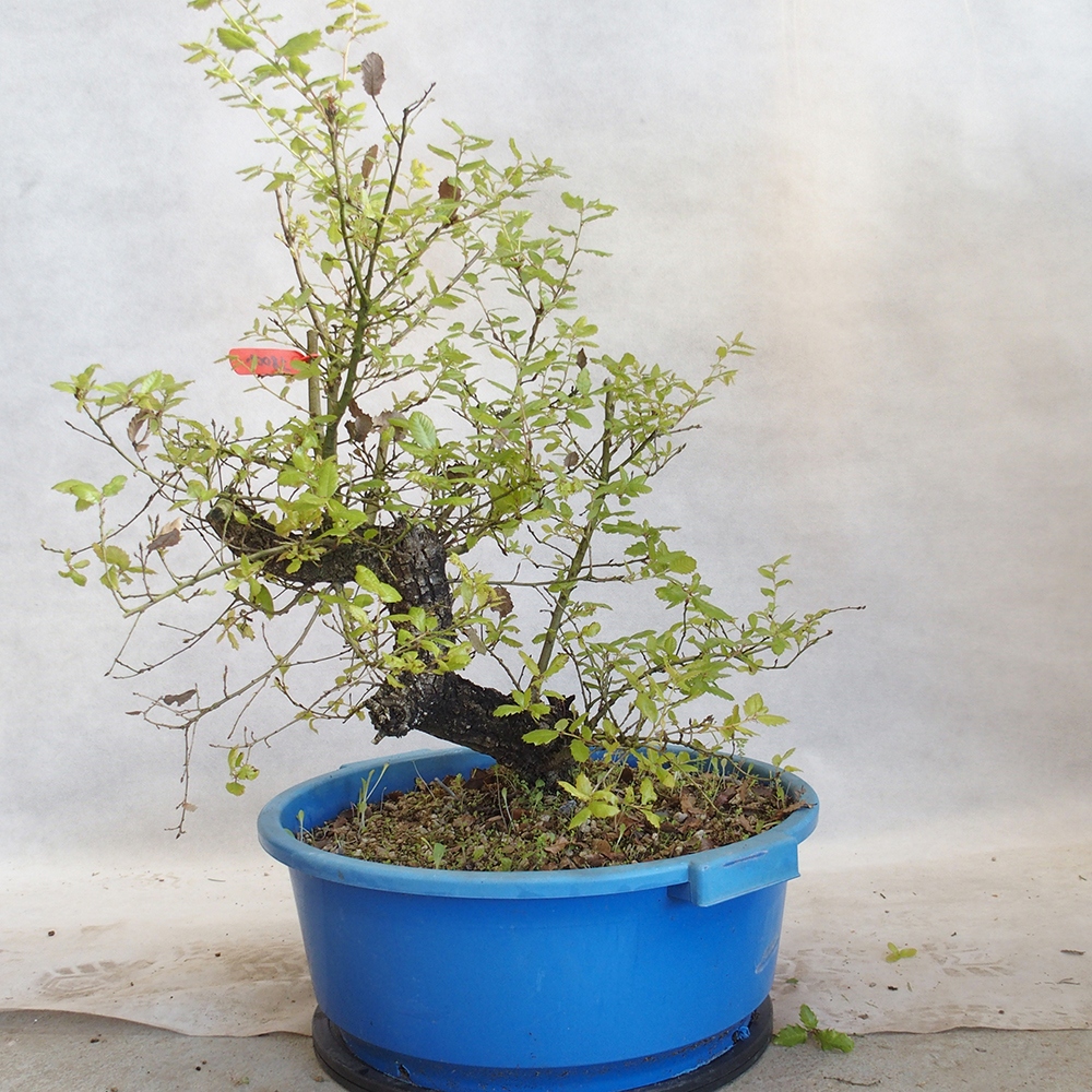Venkovní bonsai Quercus Cerris - Dub Cer