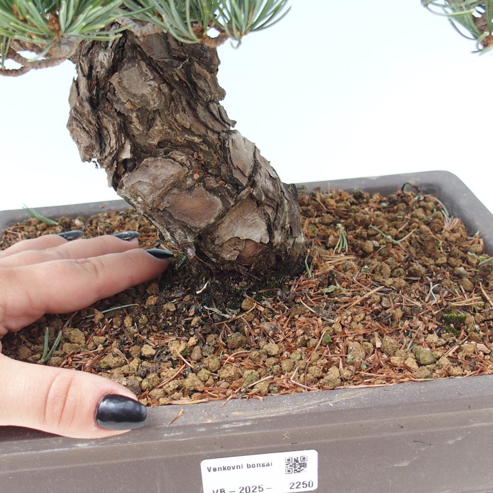 Venkovní bonsai - Pinus parviflora - Borovice drobnokvětá